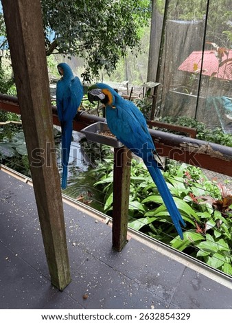 Birds 
Blue 
Parrot 
Two
Friends 