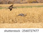 Birds at Bosque del Apache NWR New Mexico