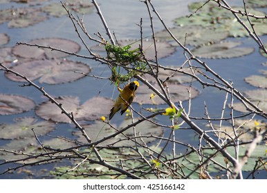 Birds build nests - Shutterstock ID 425166142