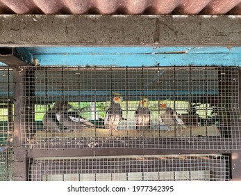 Birds In A Cage At H S Farm Stay Tangkak Johor, Malaysia On March 2021