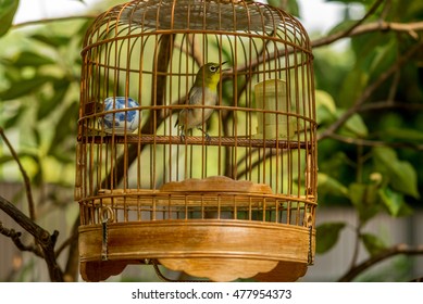 Cage Oiseau Stock Photos Images Photography Shutterstock