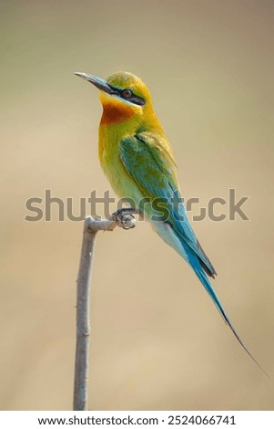 Similar – Image, Stock Photo ortrait of a colorful bird