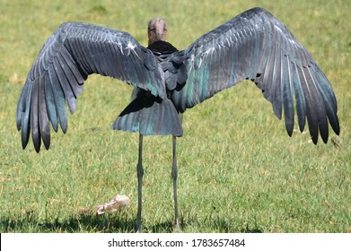 Birds Captured From The Wild Kenyan Safari