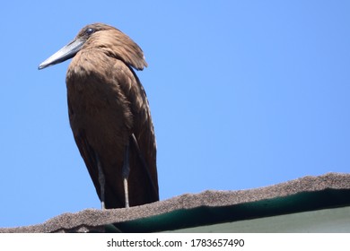 Birds Captured From The Wild Kenyan Safari