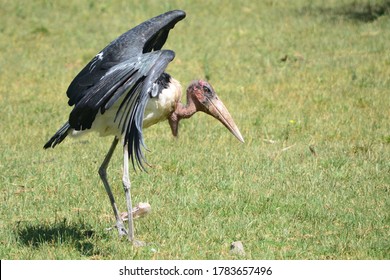 Birds Captured From The Wild Kenyan Safari