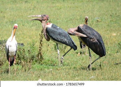 Birds Captured From The Wild Kenyan Safari