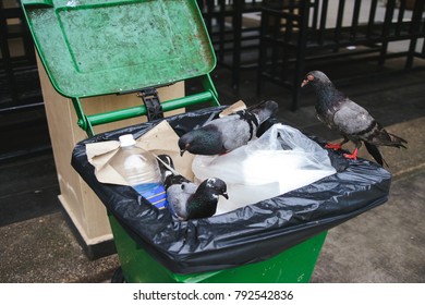 Birds carry the virus. Sick animals. Pigeons in a dumpster. The spread of disease and infections - Shutterstock ID 792542836