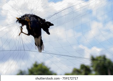 Birds Caught Dead Mesh, Trap,R.I.P