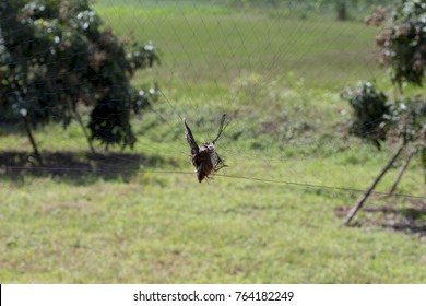 Birds Caught Dead Mesh, Trap,R.I.P