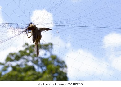 Birds Caught Dead Mesh, Trap,R.I.P