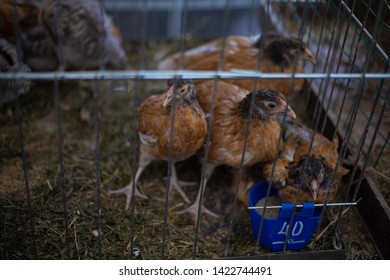 Guinea Chicken Images Stock Photos Vectors Shutterstock