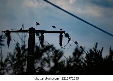 Birds Chinese Shadow On An Electric Pole