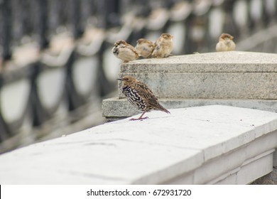 Birds In The City. Sparrow