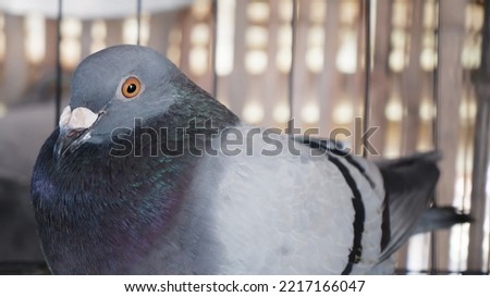 Birds colorful eye and beak