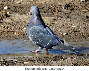 birds common jackdaw and rock pigeon during the spring toilet in the city of Bialystok in the Podlasie region in Poland - Shutterstock ID 1680478114