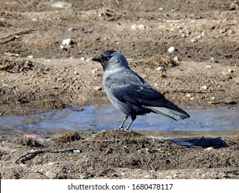 birds common jackdaw and rock pigeon during the spring toilet in the city of Bialystok in the Podlasie region in Poland - Shutterstock ID 1680478117