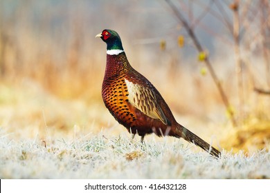 Birds - Common Pheasant (Phasianus colchicus) - male, rooster
