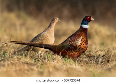 Birds - Common Pheasant (Phasianus colchicus) - male and female, rooster