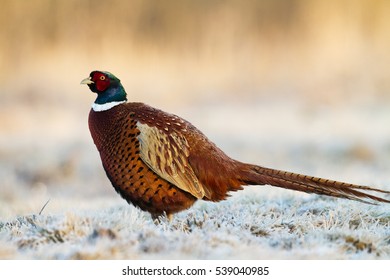 Male Bird Pheasant Front Plan Female Stock Photo (Edit Now) 364800794