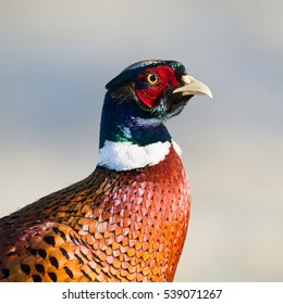 Birds - Common Pheasant (Phasianus colchicus) in frosty morning