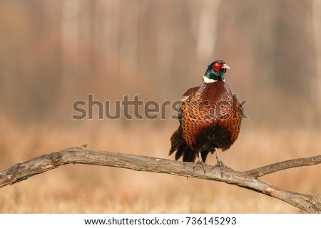 Birds - Common Pheasant (Phasianus colchicus) male - cock