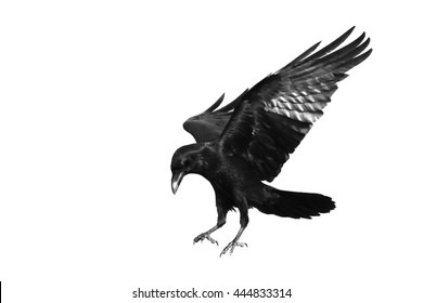 Birds - Common Raven (Corvus corax) isolated on white background. Halloween