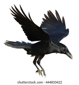 Birds - Common Raven (Corvus corax) isolated on white background. Halloween - Shutterstock ID 444833422