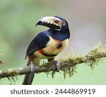 Birds of Costa Rica: Collared Aracari (Pteroglossus torquatus)