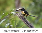 Birds of Costa Rica: Collared Aracari (Pteroglossus torquatus)