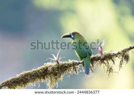 Birds of Costa Rica: Emerald Toucanet (Aulacorhynchus prasinus)