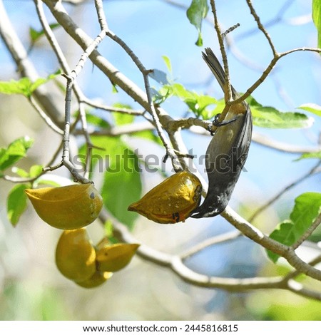 Birds of Costa Rica: Grayish Saltator (Saltator coerulescens)