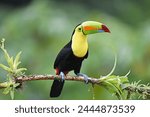 Birds of Costa Rica: Keel-billed Toucan (Ramphastos sulphuratus)