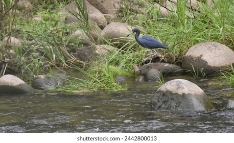 Birds of Costa Rica: Little Blue Heron (Egretta caerulea); Adult birds are dark, juveniles white with dark-grey splotches