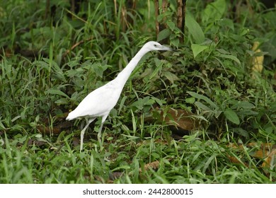 Birds of Costa Rica: Little Blue Heron (Egretta caerulea); Adult birds are dark, juveniles white with dark-grey splotches