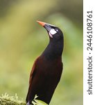 Birds of Costa Rica: Montezuma Oropendola (Psarocolius montezuma)