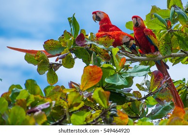 Birds of Costa Rica, red macaws