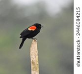 Birds of Costa Rica: Red-winged Blackbird (Agelaius phoeniceus)
