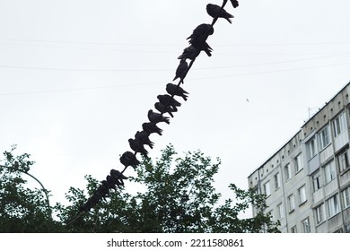 Birds, Crows Are Sitting On The Power Line. High Quality Photo