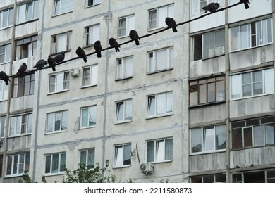 Birds, Crows Are Sitting On The Power Line. High Quality Photo