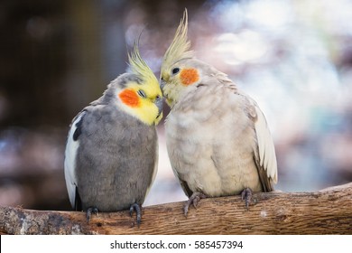 Birds cuddling