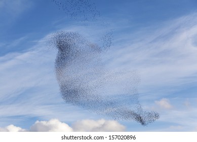 birds dancing