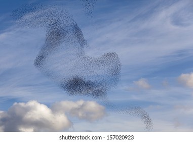 birds dancing