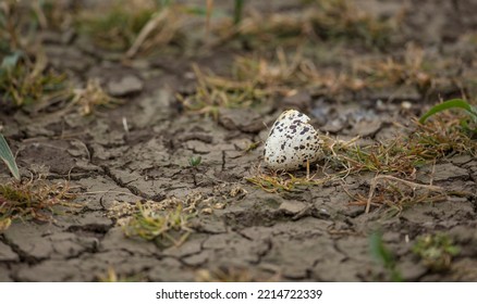 Birds Discarded Eggshell On Dry Ground