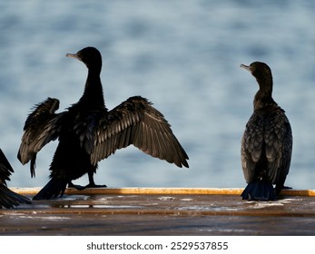 birds drying wings water birds  - Powered by Shutterstock