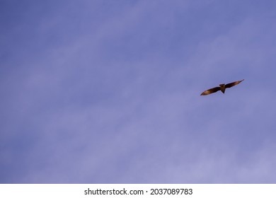 Birds And Eagle Flying High In The Sky