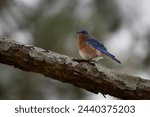 Birds, Eastern Blue Bird, Pickwick Landing State Park, Tennessee