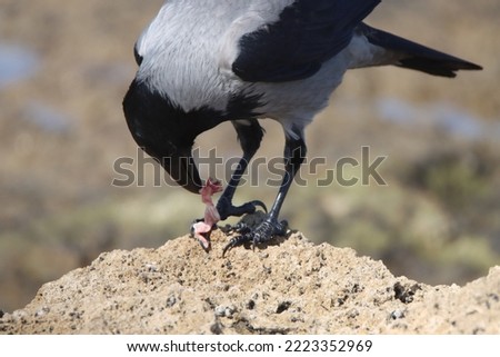 Similar – Image, Stock Photo Look of shame Lake Evening