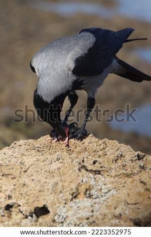 Similar – Image, Stock Photo Look of shame Lake Evening