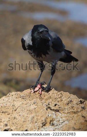 Similar – Image, Stock Photo Look of shame Lake Evening