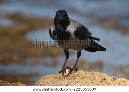 Similar – Image, Stock Photo Look of shame Lake Evening
